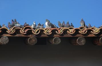 Come allontanare i piccioni dal tetto
